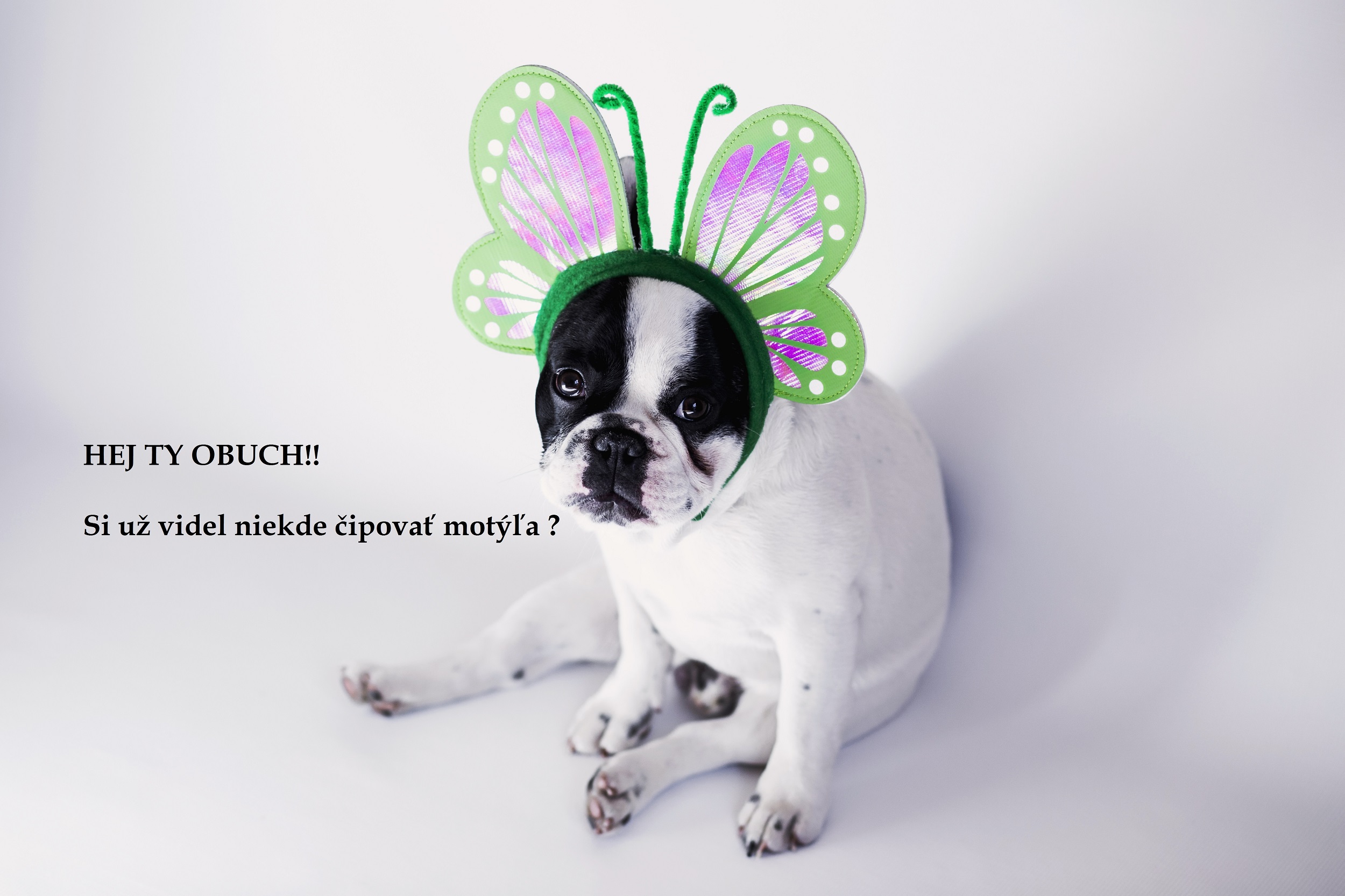 motýľ